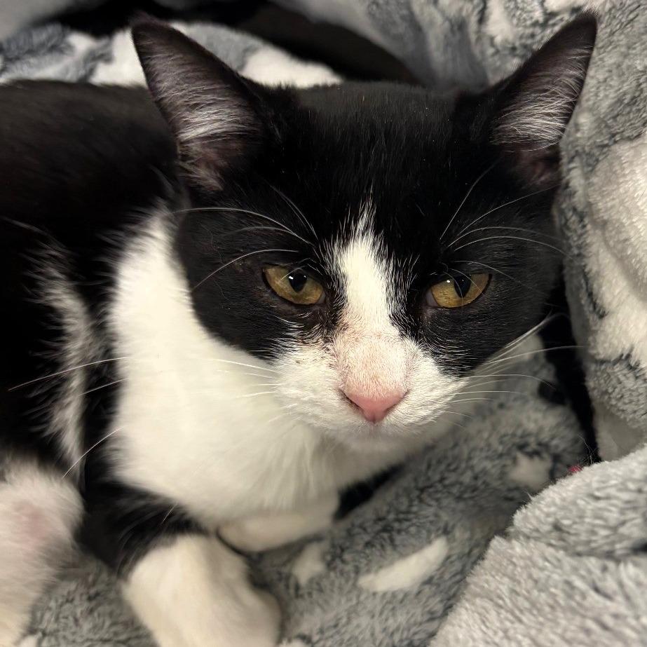 Enlarge Deb, a Adoptable Domestic Short Hair in Shawnee, KS image 1/3