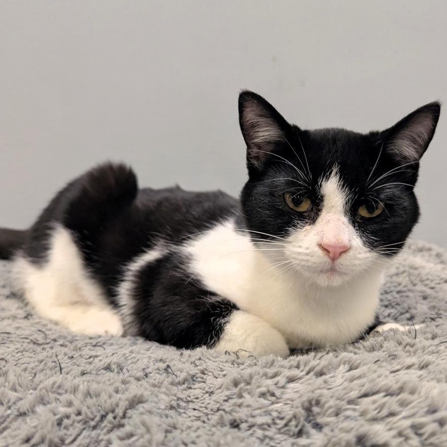 Enlarge Deb, a Adoptable Domestic Short Hair in Shawnee, KS image 2/3