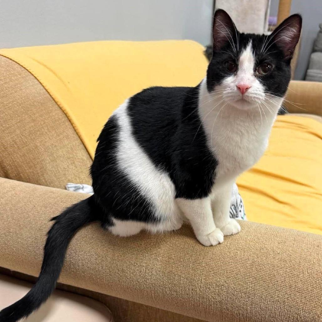 Deb, a Adoptable Domestic Short Hair in Shawnee, KS image 3/5