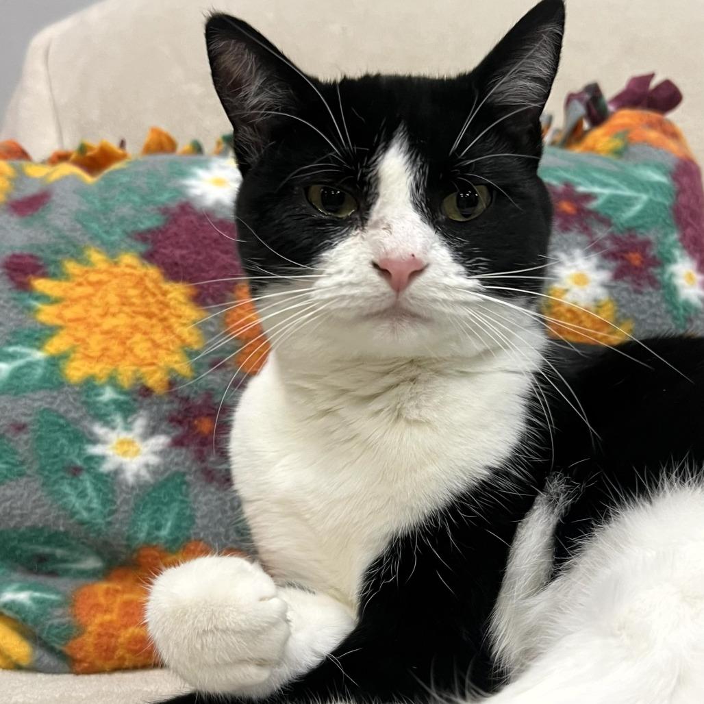 Deb, a Adoptable Domestic Short Hair in Shawnee, KS image 4/5