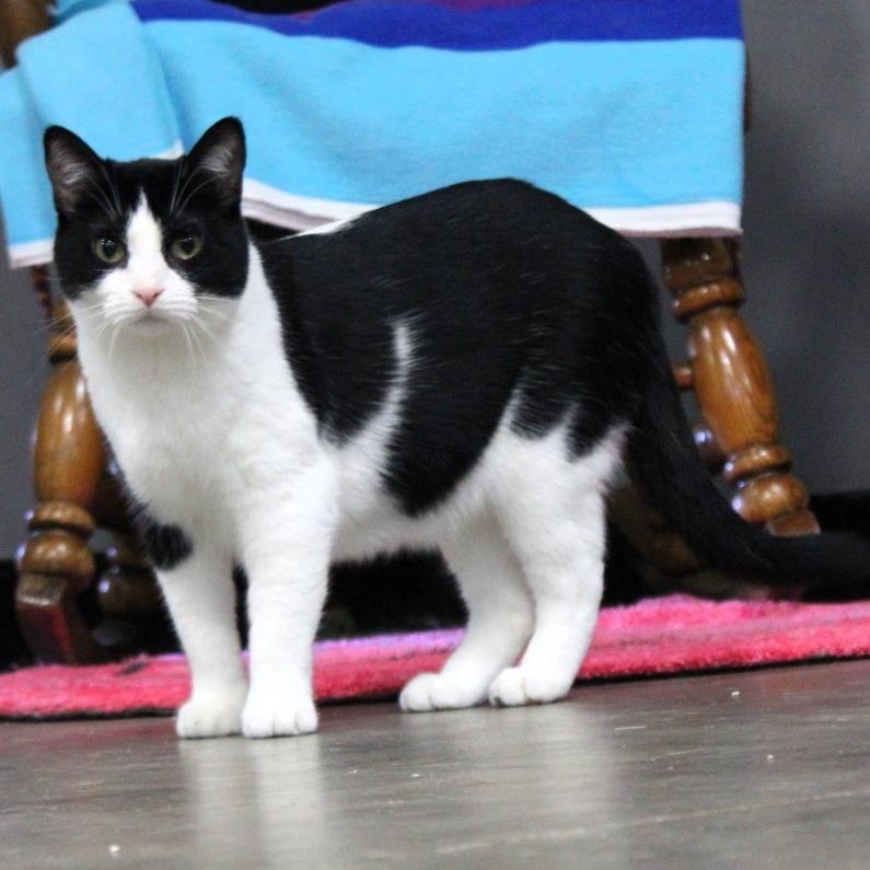 Deb, a Adoptable Domestic Short Hair in Shawnee, KS image 5/5