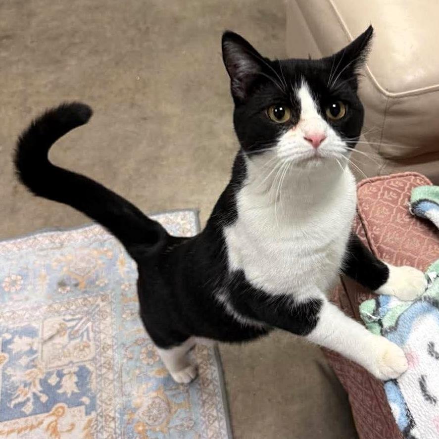 Enlarge Deb, a Adoptable Domestic Short Hair in Shawnee, KS image 3/4