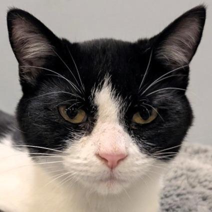 Enlarge Deb, a Adoptable Domestic Short Hair in Shawnee, KS image 3/3