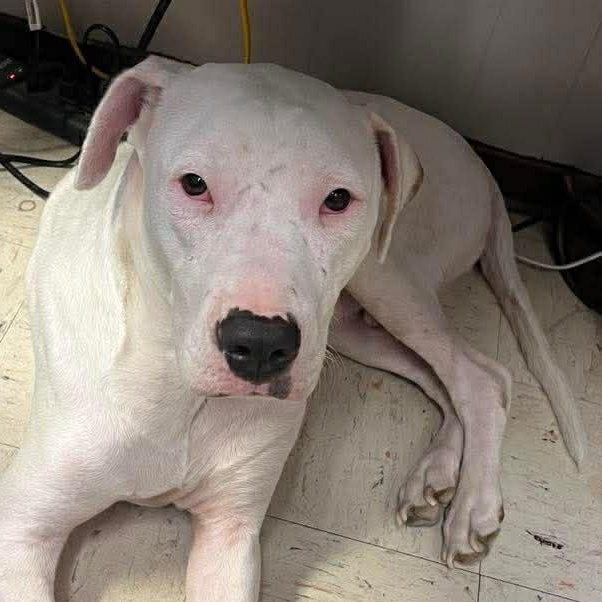 Enlarge Oscar, a ADOPTABLE mixed breed in Boise, ID image 4/4