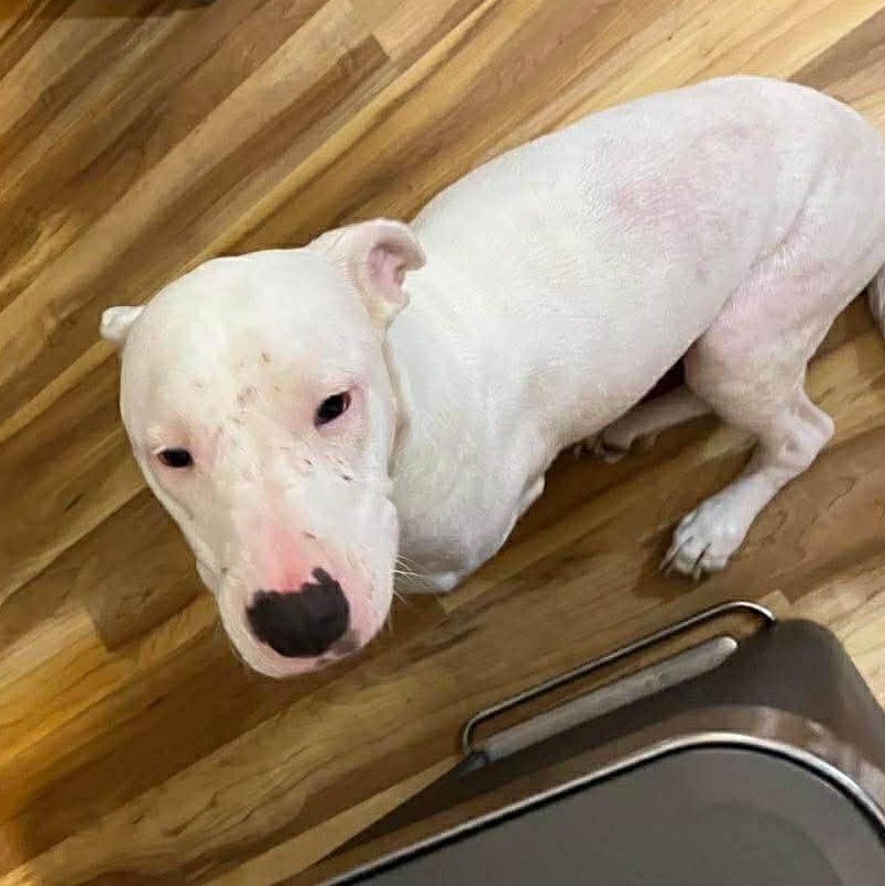 Enlarge Oscar, a ADOPTABLE mixed breed in Boise, ID image 3/4