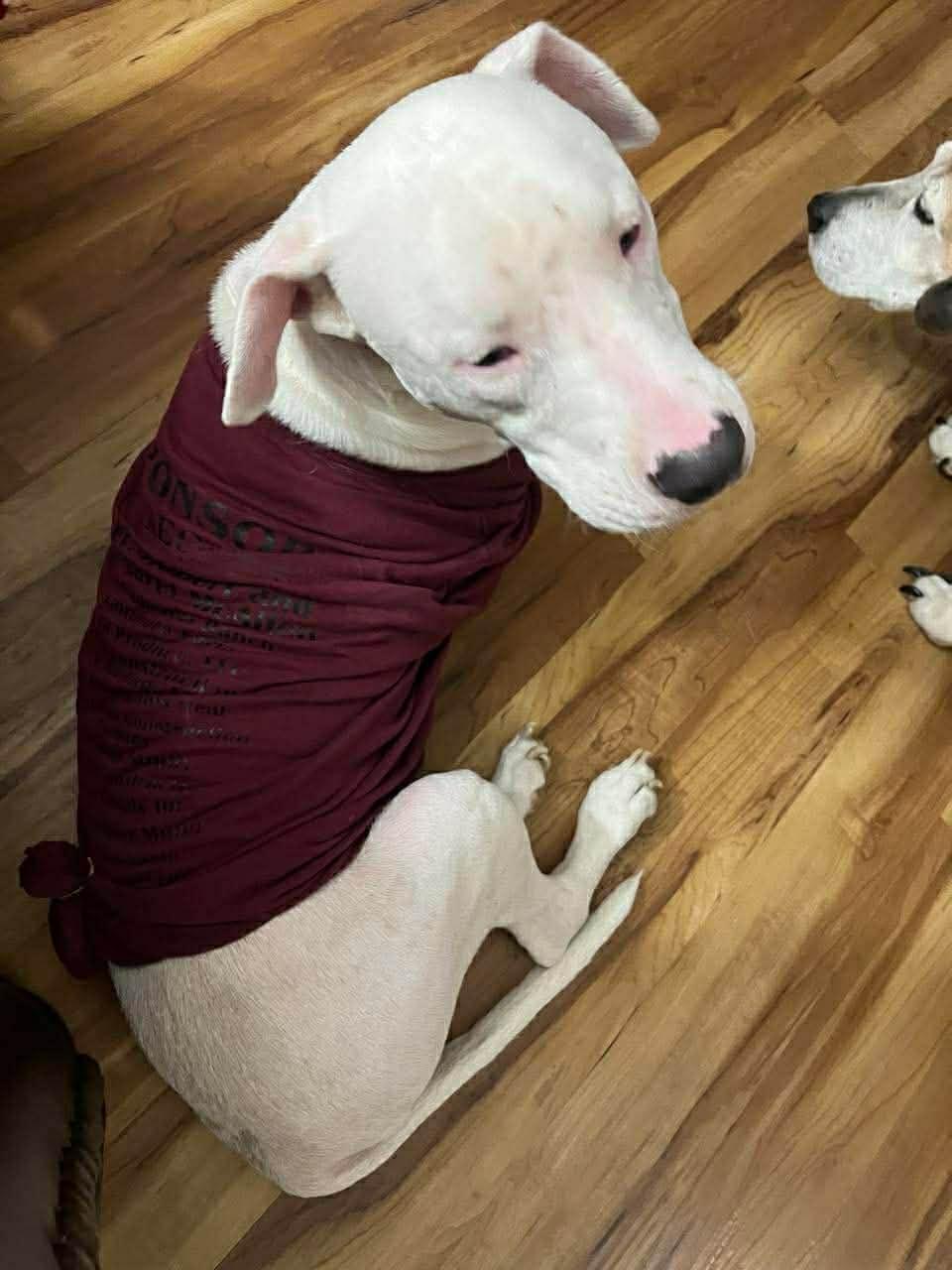 Enlarge Oscar, a ADOPTABLE mixed breed in Boise, ID image 2/4