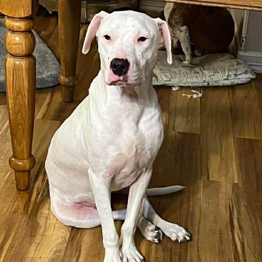 Enlarge Oscar, a ADOPTABLE mixed breed in Boise, ID image 1/4