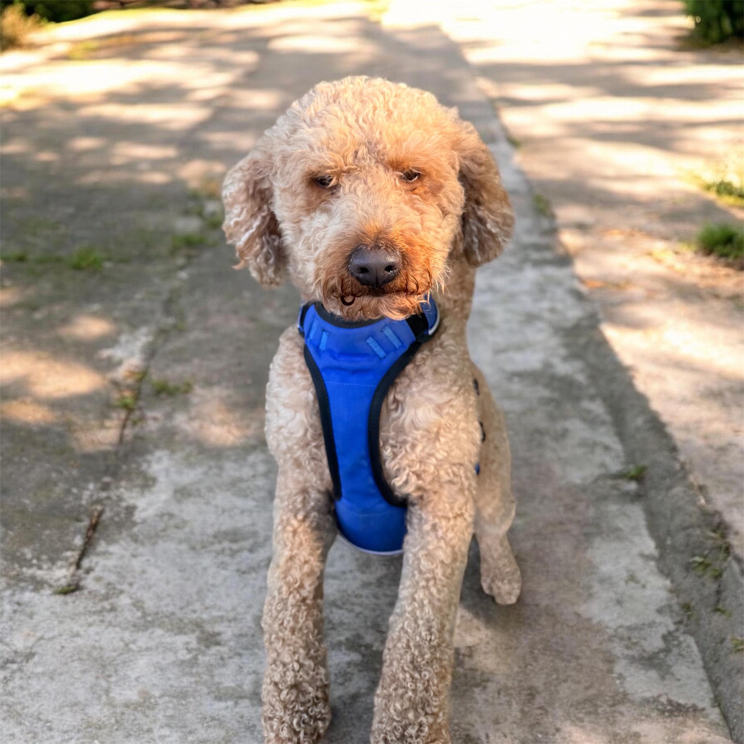 Charlie, an adopted mixed breed in Sequatchie, TN image 1/4