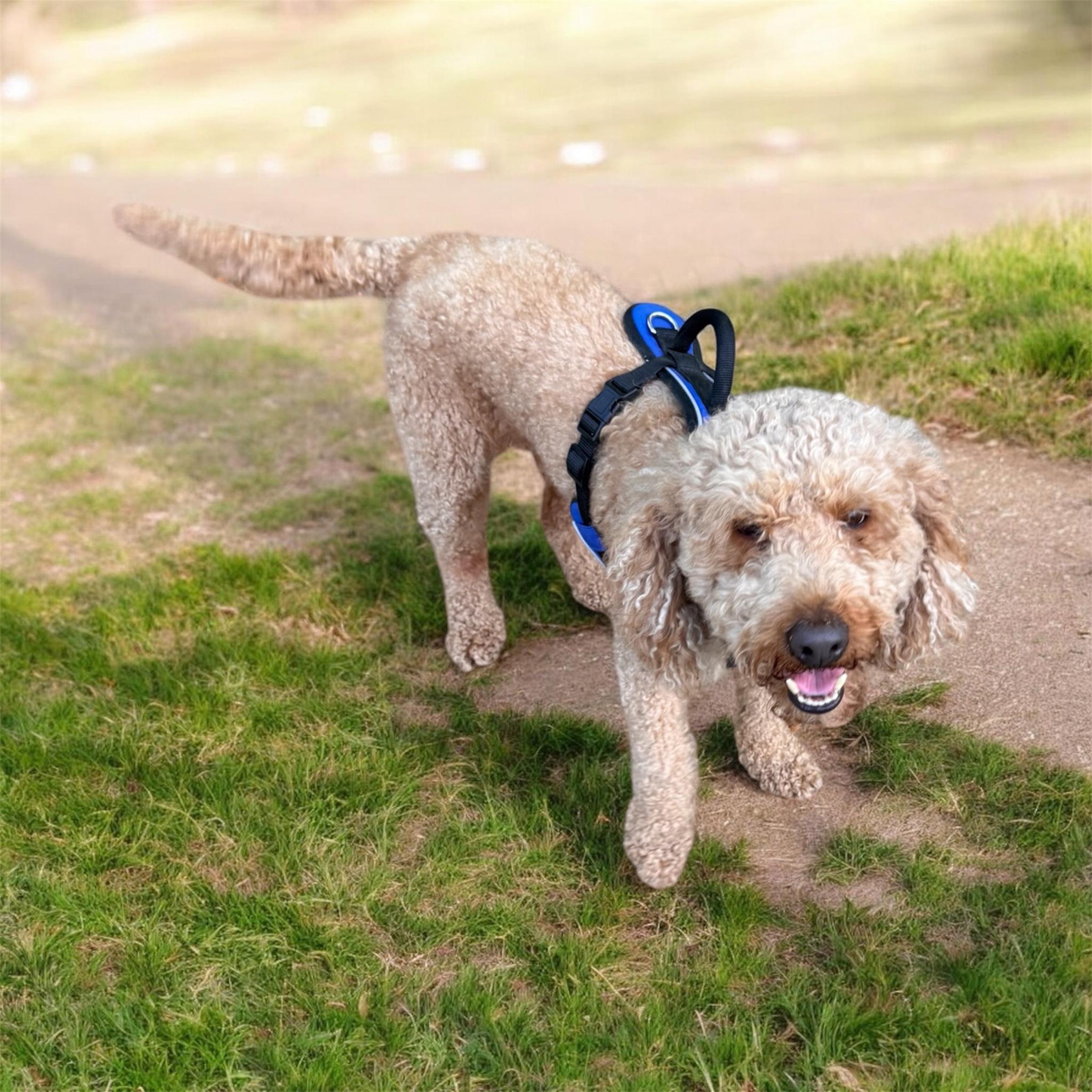 Charlie, an adopted mixed breed in Sequatchie, TN image 3/4