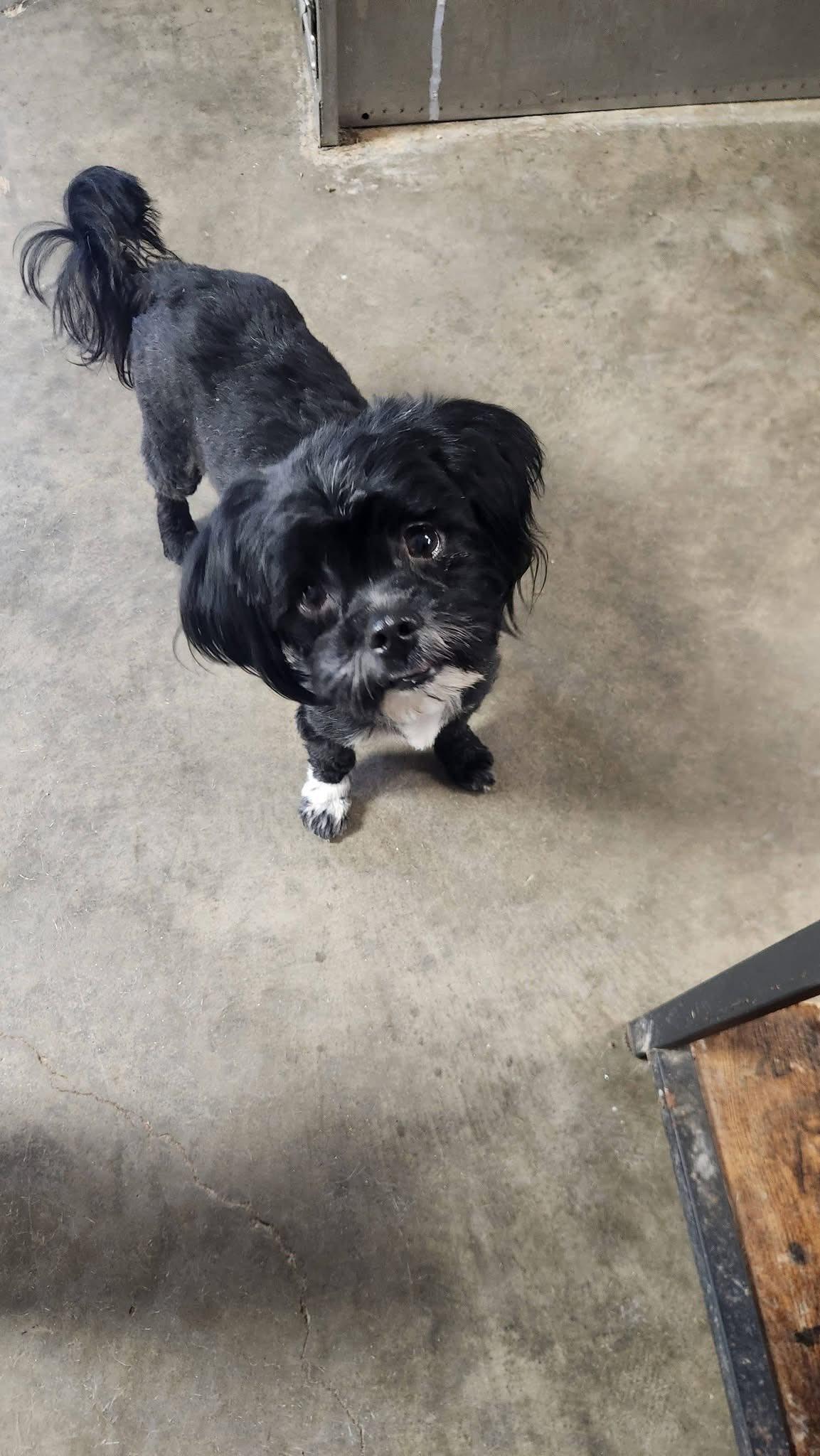 Enlarge Bluey, an adopted mixed breed in Indianapolis, IN image 2/3