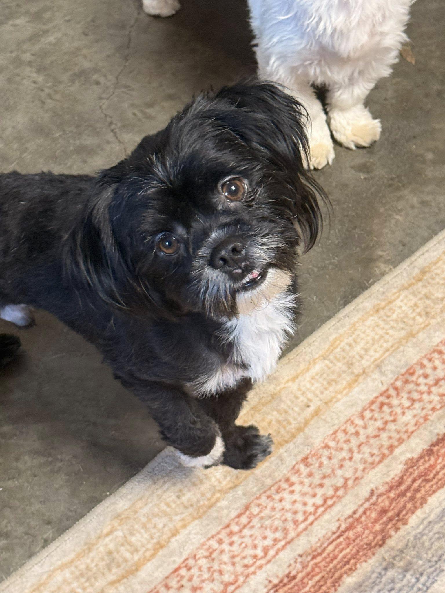 Bluey, adopted, Young Male Shih Tzu.