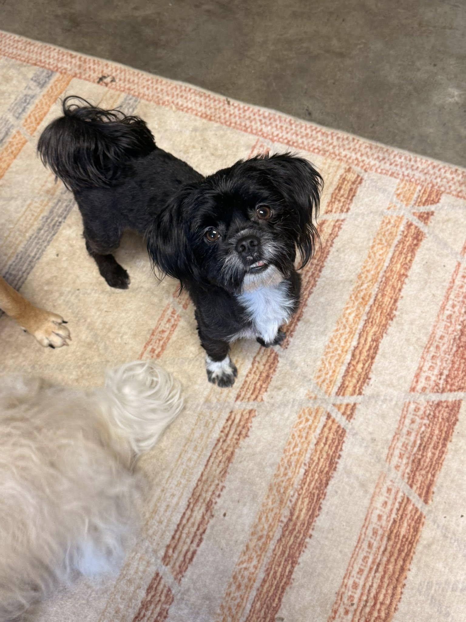 Enlarge Bluey, an adopted mixed breed in Indianapolis, IN image 3/3