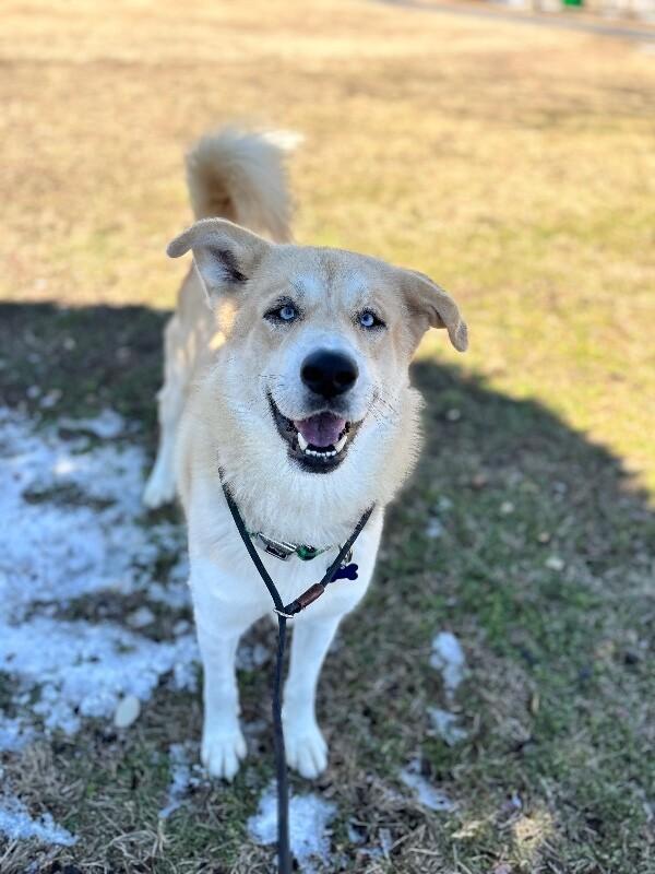 Enlarge Sampson, a Adoptable mixed breed in Berkeley Heights, NJ image 4/6