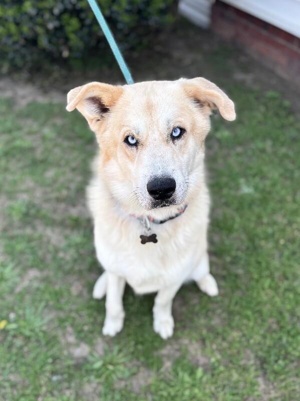 Enlarge Sampson, a Adoptable mixed breed in Berkeley Heights, NJ image 2/6