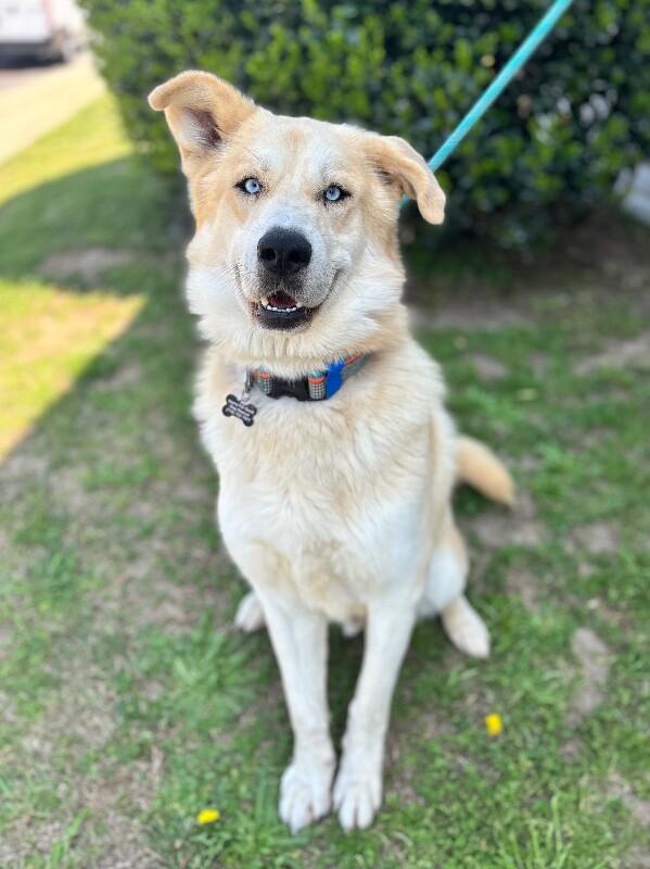 Enlarge Sampson, a Adoptable mixed breed in Berkeley Heights, NJ image 3/6