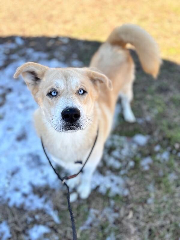 Enlarge Sampson, a Adoptable mixed breed in Berkeley Heights, NJ image 5/6