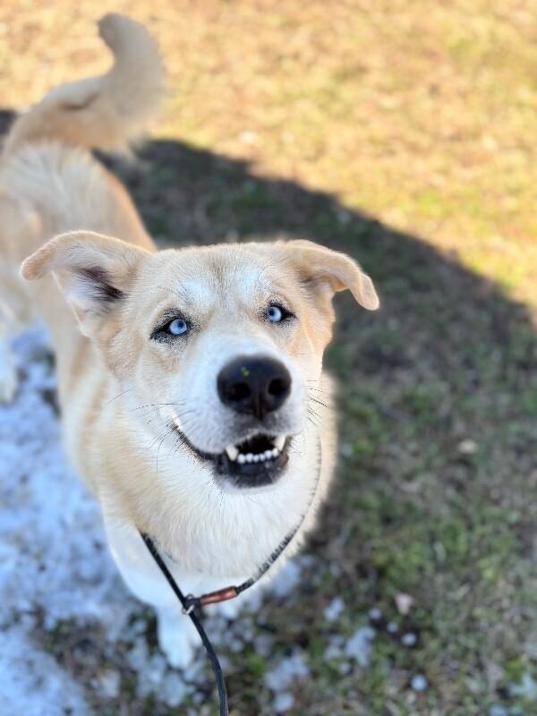 Enlarge Sampson, a Adoptable mixed breed in Berkeley Heights, NJ image 6/6