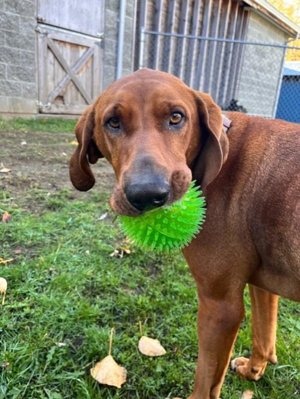 Merk, Adoptable, Adult Male Coonhound.