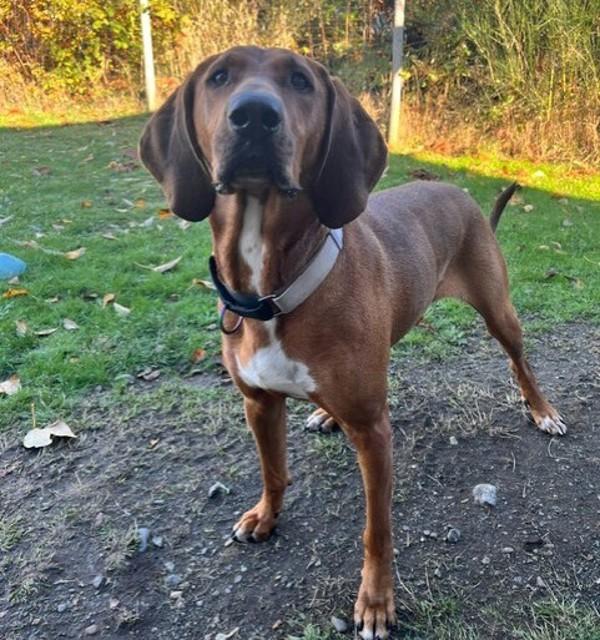 Merk, a Adoptable mixed breed in Comox, BC image 2/6