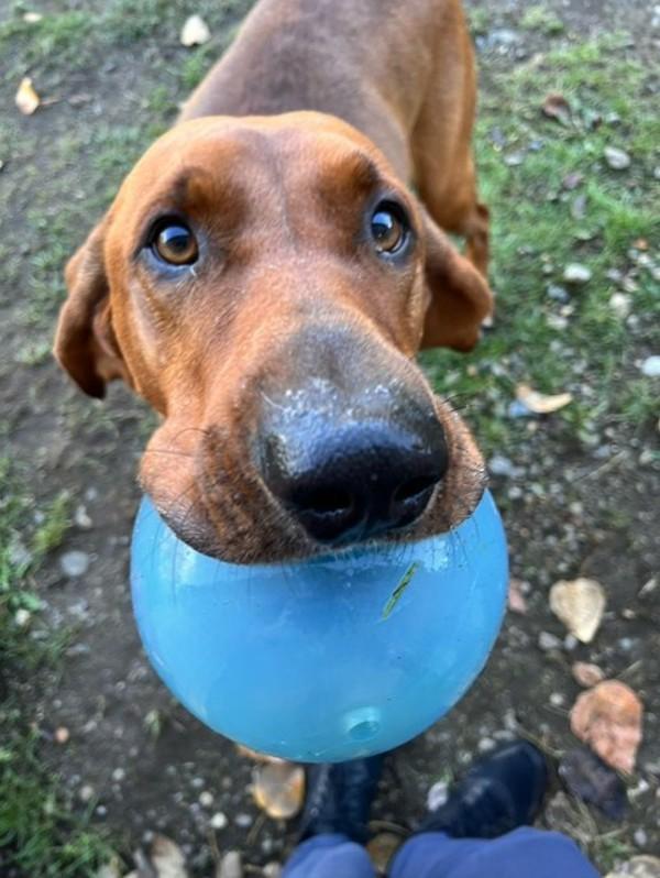 Merk, a Adoptable mixed breed in Comox, BC image 3/6
