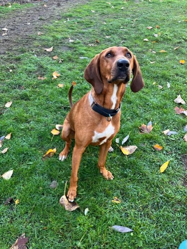 Merk, a Adoptable mixed breed in Comox, BC image 4/6