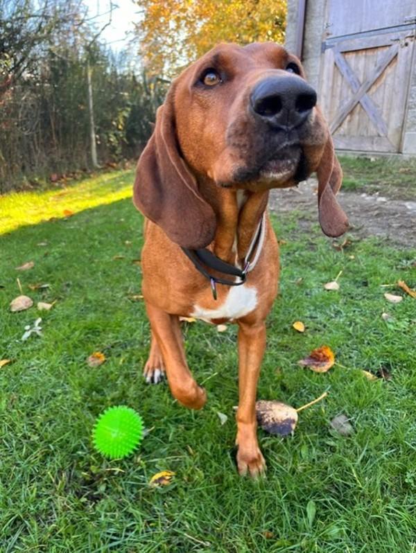 Merk, a Adoptable mixed breed in Comox, BC image 5/6