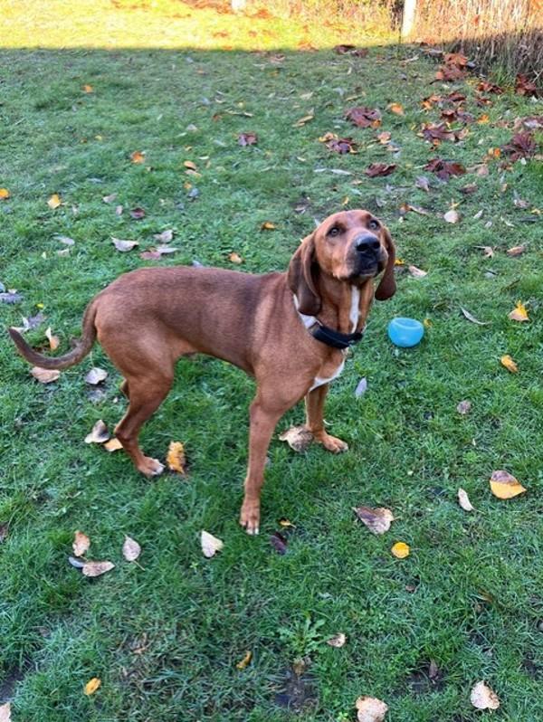 Merk, a Adoptable mixed breed in Comox, BC image 6/6