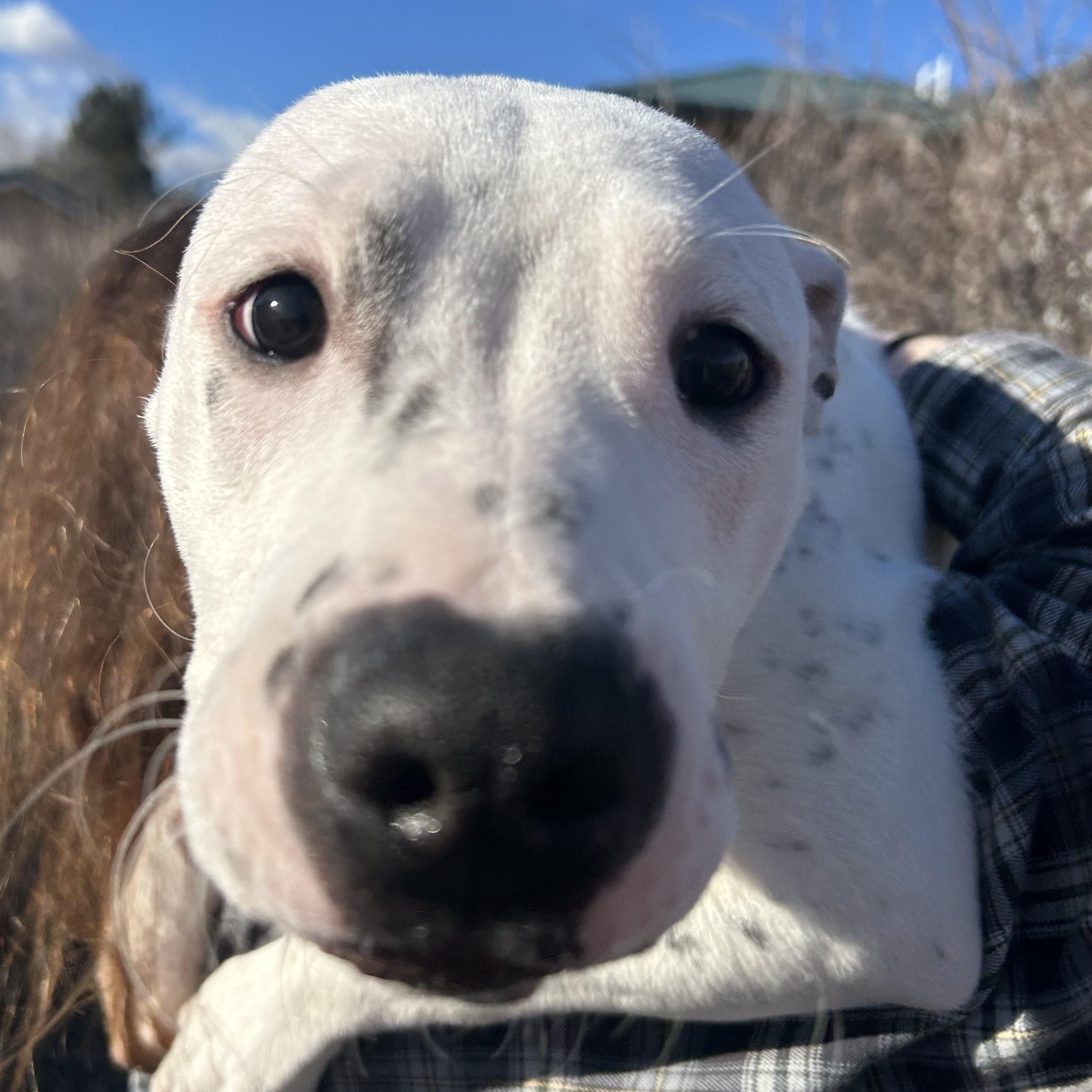 Athens, Adopted, Young Female Pit Bull Terrier.