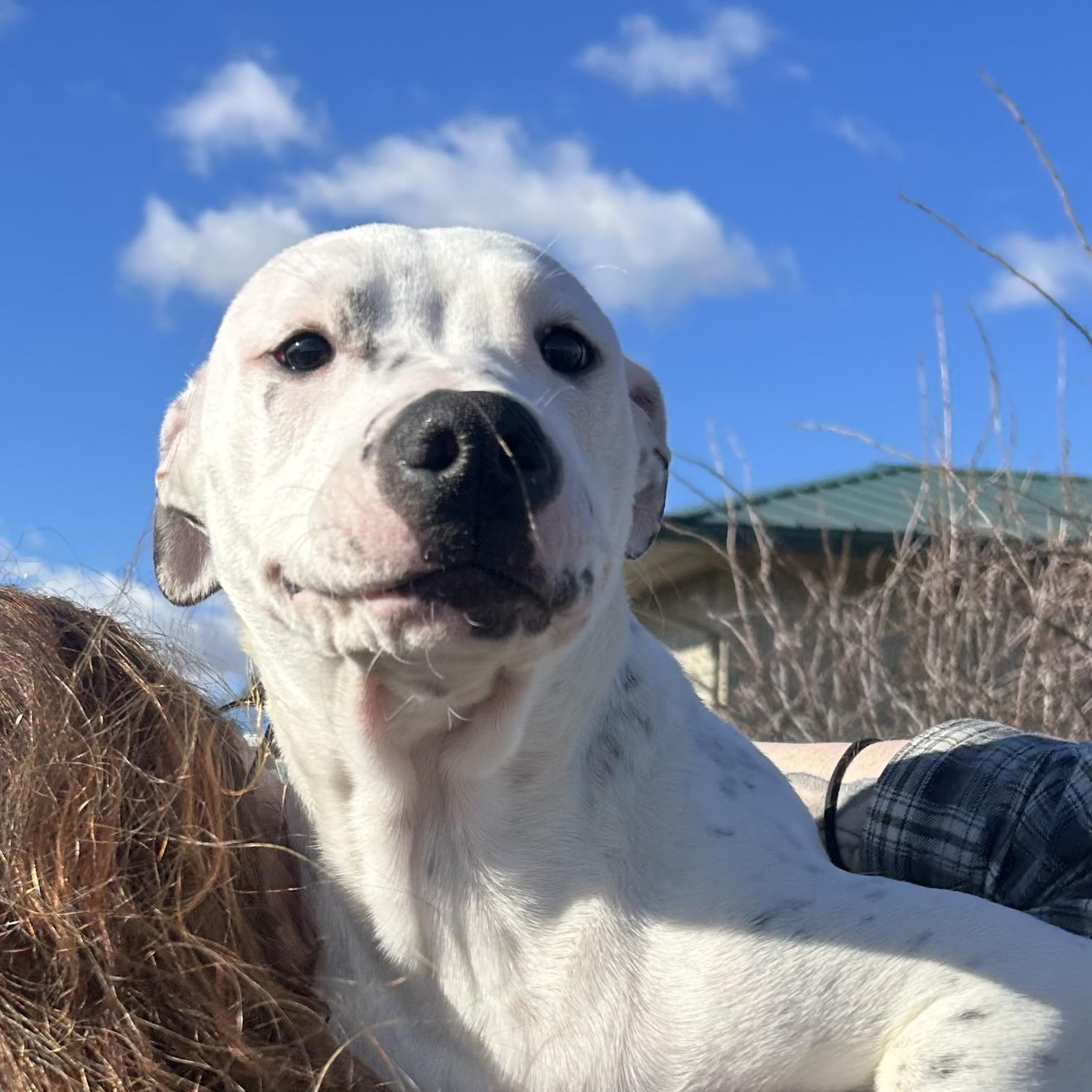 Enlarge Athens, a Adopted mixed breed in Pullman, WA image 2/3