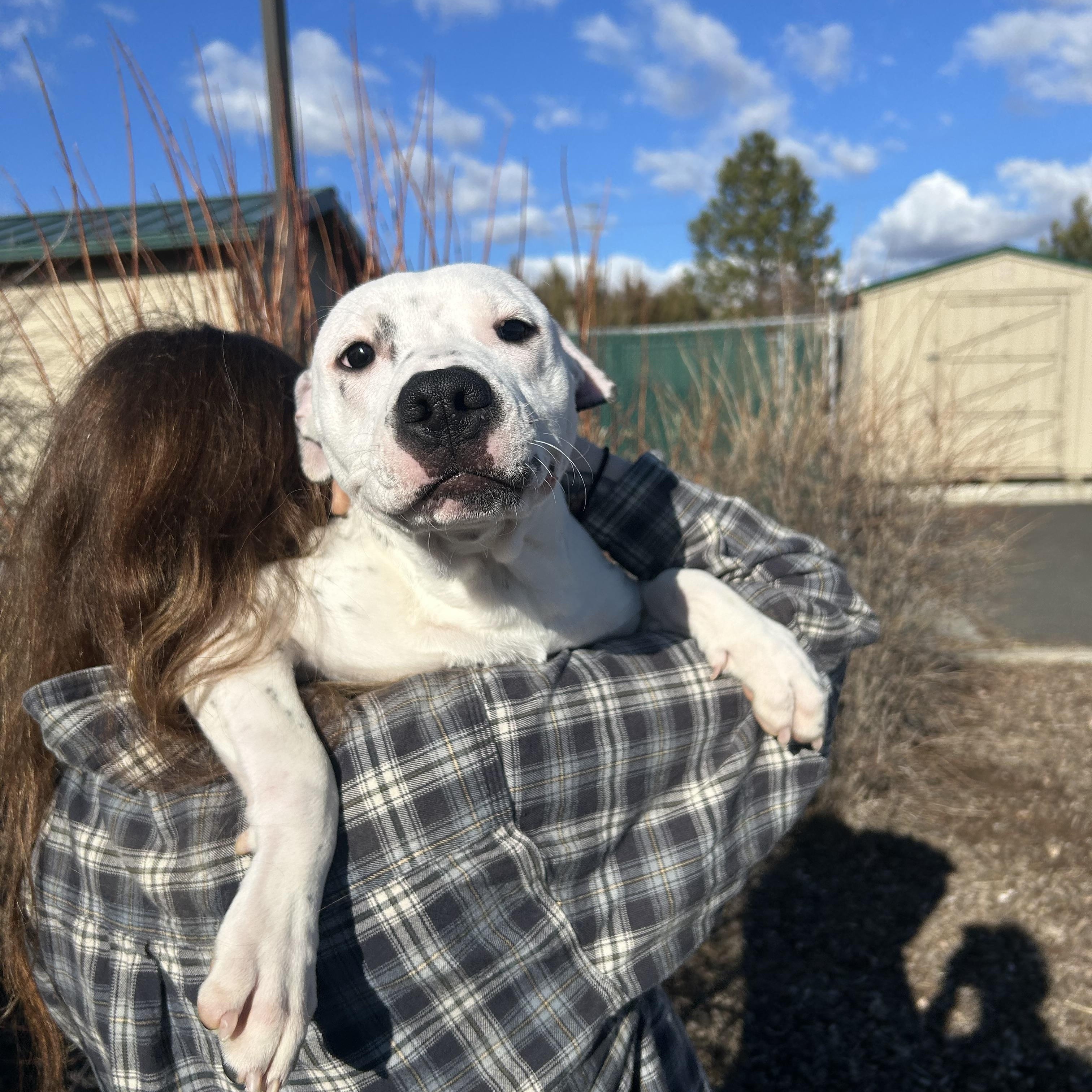 Enlarge Athens, a Adopted mixed breed in Pullman, WA image 3/3