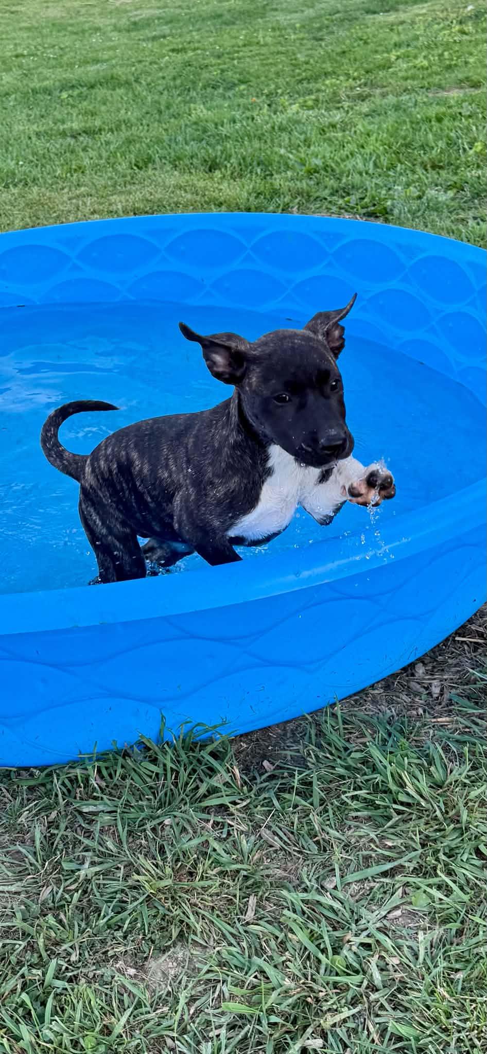 Enlarge Gia, a ADOPTABLE mixed breed in Hatfield, PA image 5/6