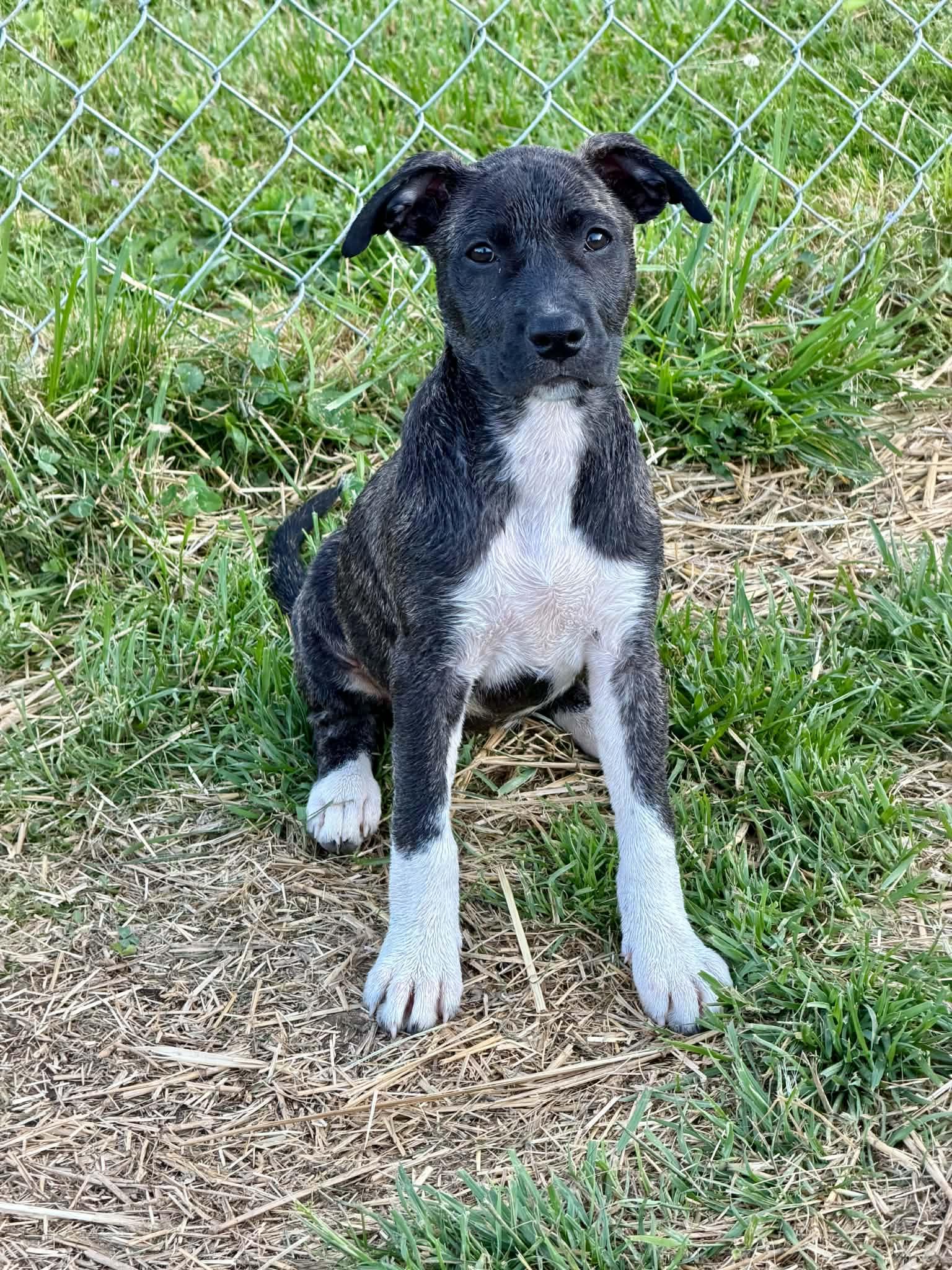 Enlarge Gia, a ADOPTABLE mixed breed in Hatfield, PA image 4/6