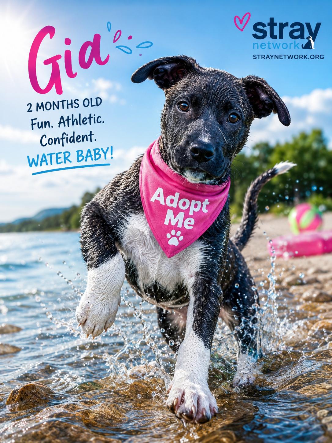 Enlarge Gia, a ADOPTABLE mixed breed in Hatfield, PA image 3/6