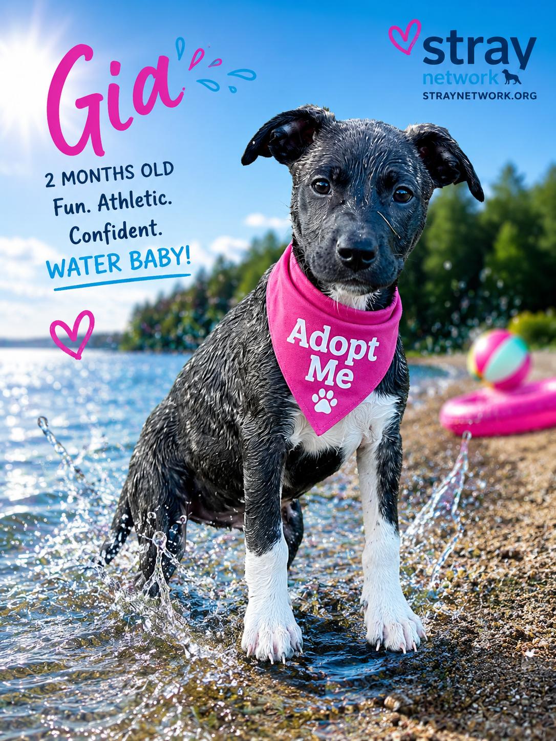 Gia, ADOPTABLE, Puppy Female Boxer & German Shepherd Dog.