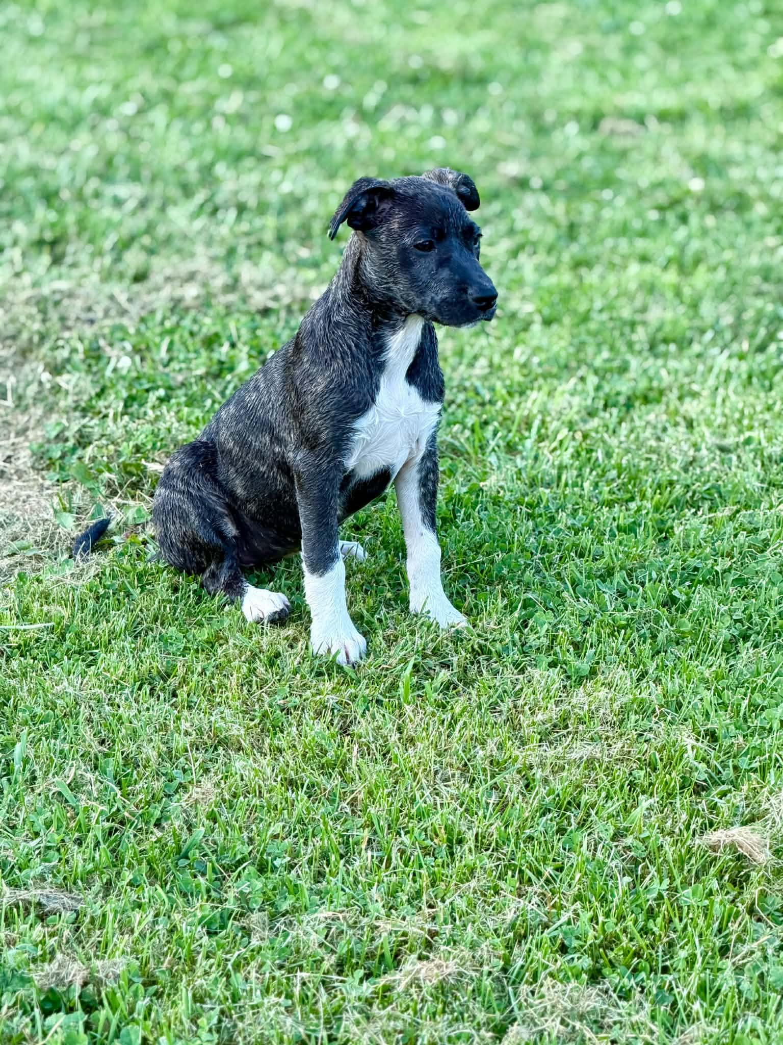 Enlarge Gia, a ADOPTABLE mixed breed in Hatfield, PA image 2/6