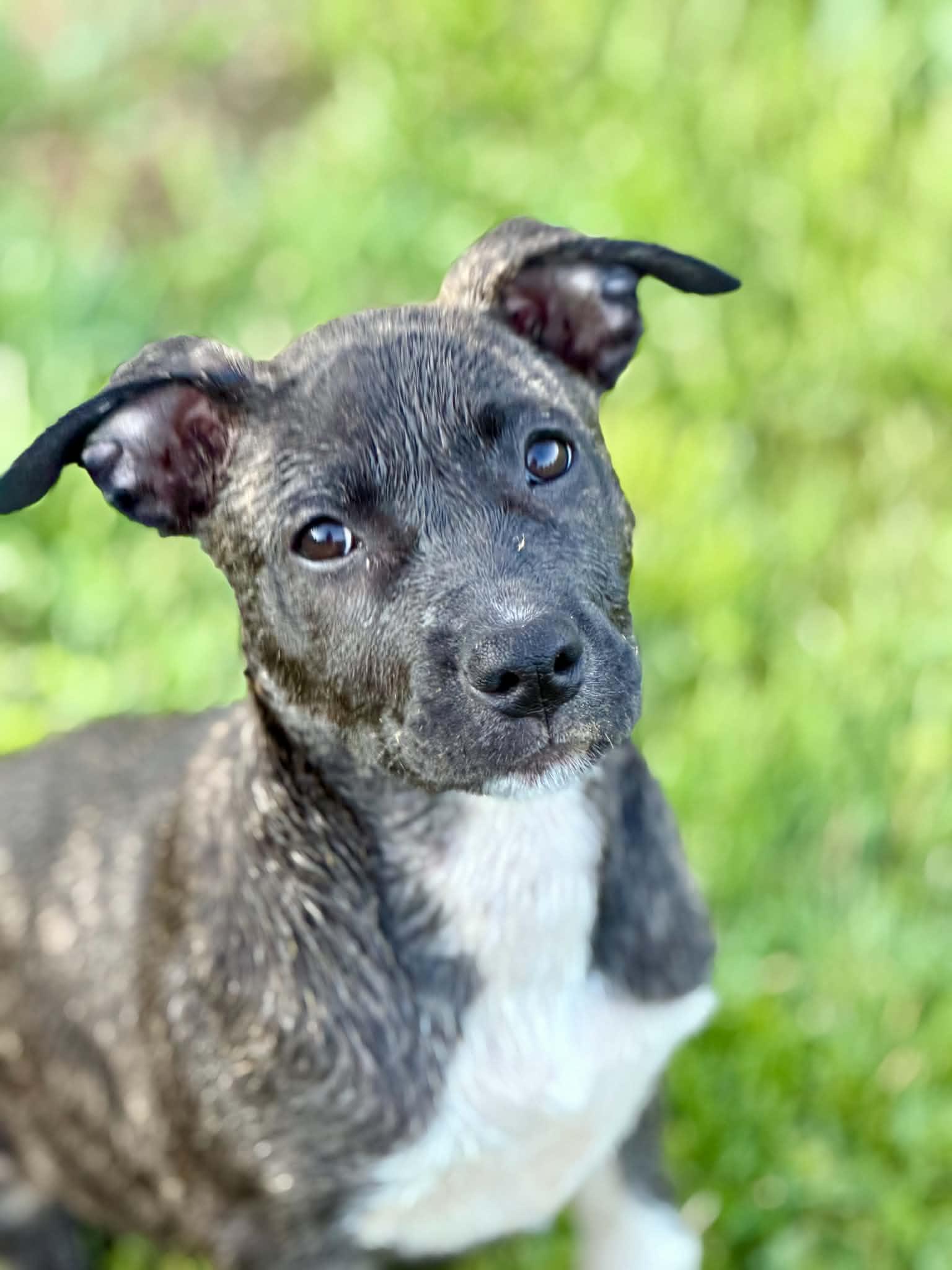 Enlarge Gia, a ADOPTABLE mixed breed in Hatfield, PA image 6/6