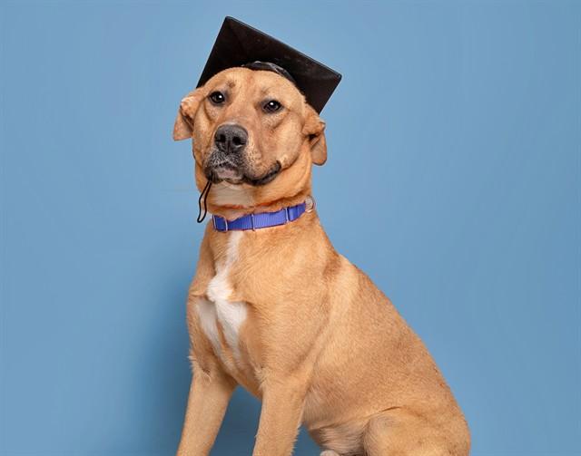 Enlarge FORD, a Adoptable Terrier in Saint Louis, MO image 1/1