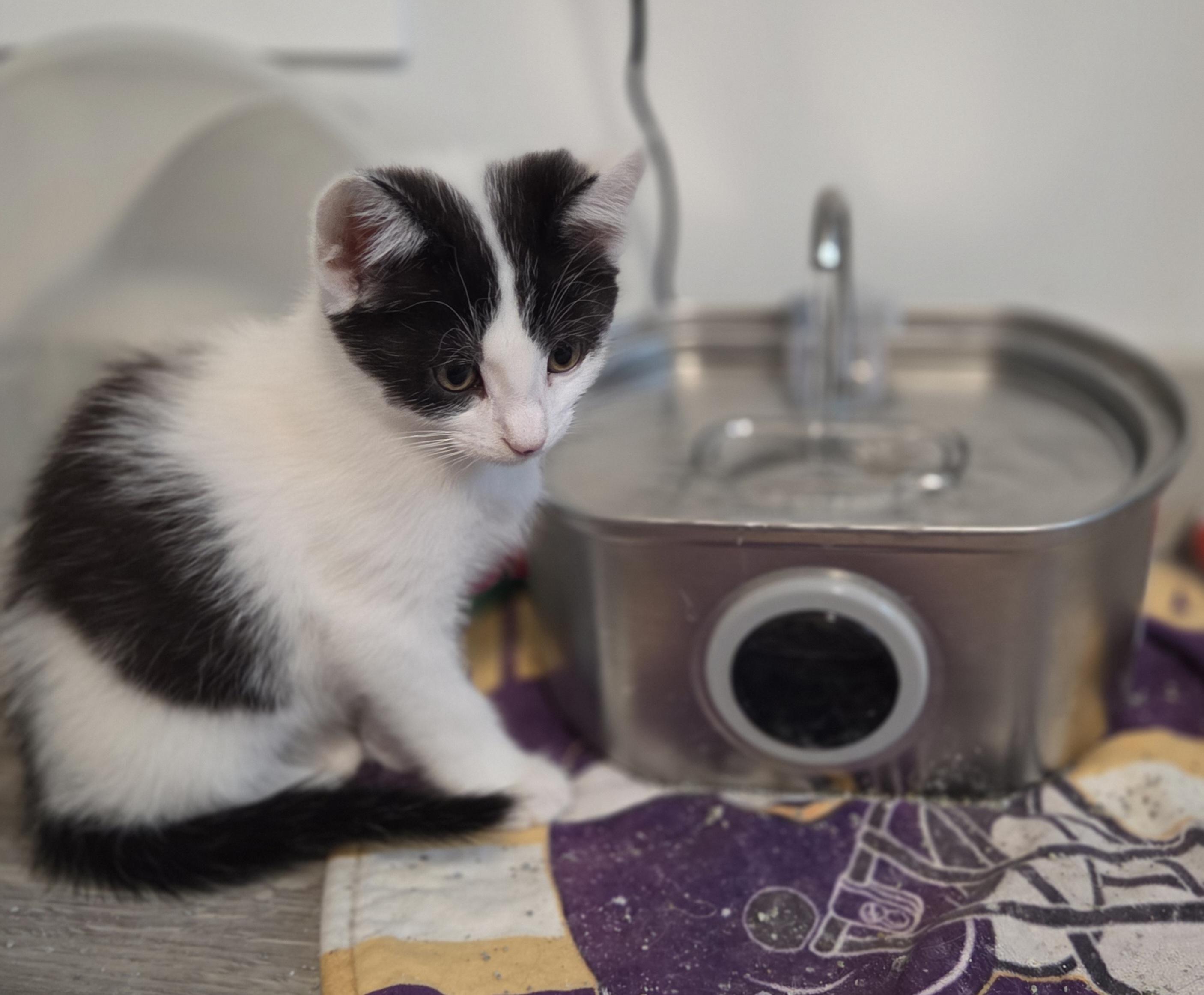 Enlarge Yogi, a Adoptable Domestic Short Hair in Minneapolis, MN image 2/5