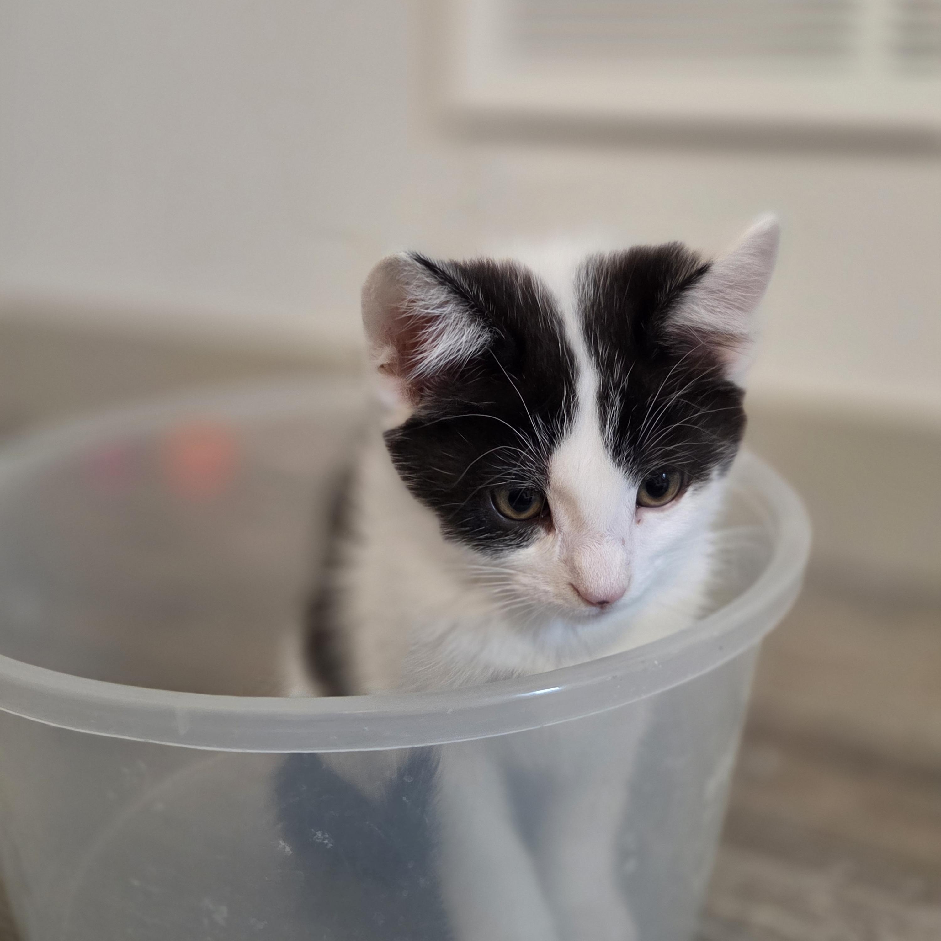 Enlarge Yogi, a Adoptable Domestic Short Hair in Minneapolis, MN image 4/5