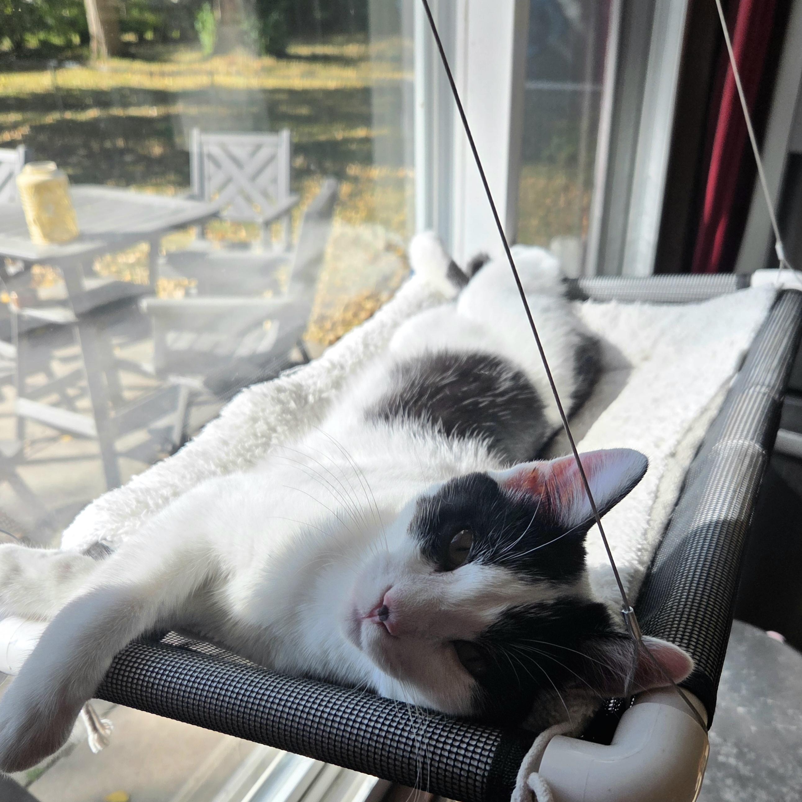 Enlarge Yogi, a Adoptable Domestic Short Hair in Minneapolis, MN image 6/6