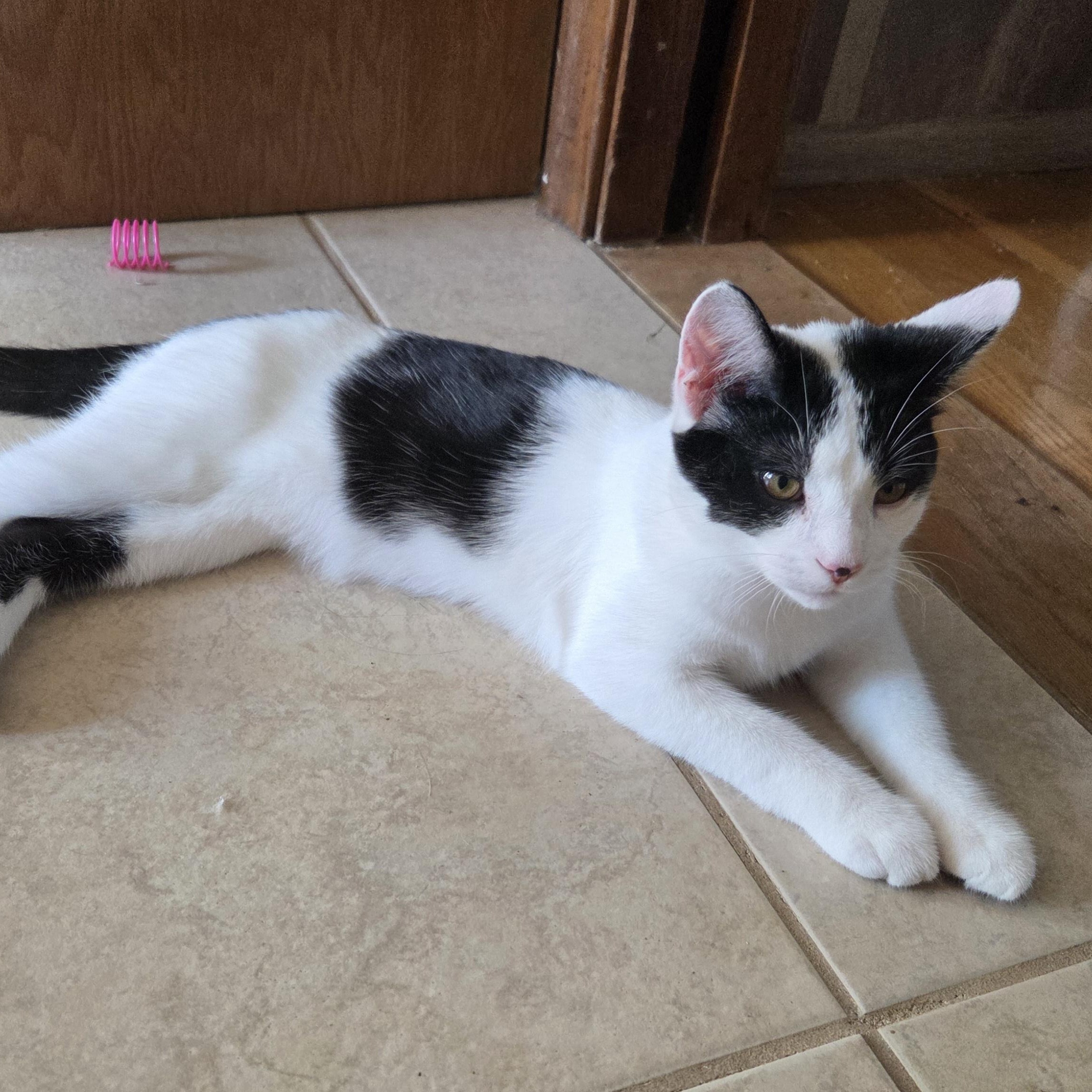 Enlarge Yogi, a Adoptable Domestic Short Hair in Minneapolis, MN image 4/6