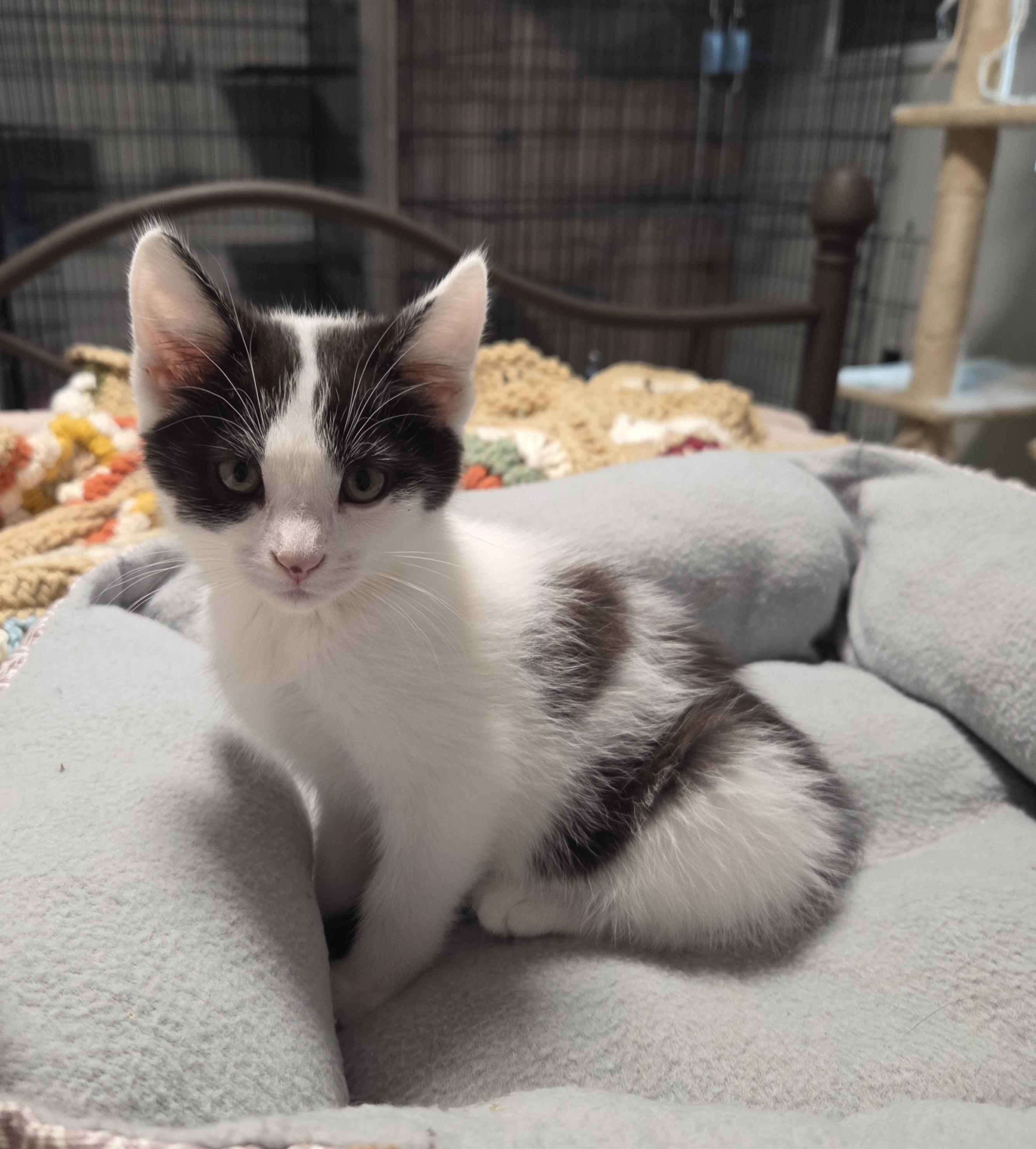 Enlarge Yogi, a Adoptable Domestic Short Hair in Minneapolis, MN image 1/5