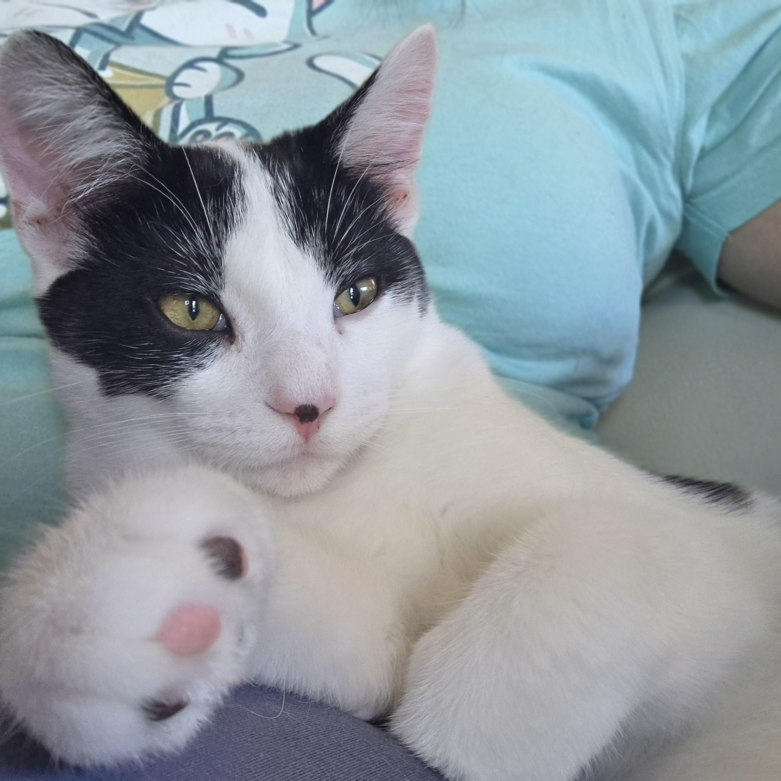 Enlarge Yogi, a Adoptable Domestic Short Hair in Minneapolis, MN image 1/6