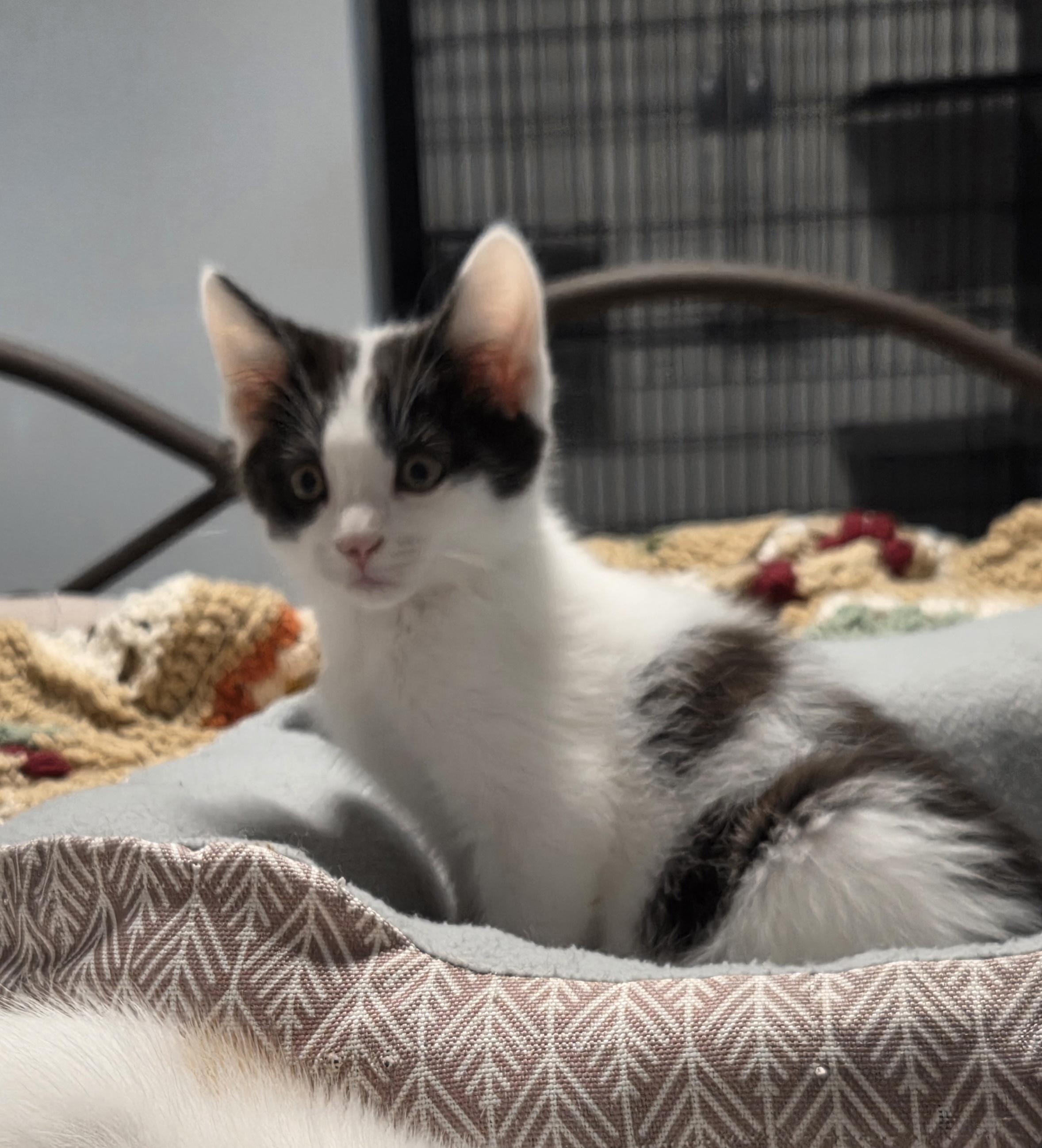 Enlarge Yogi, a Adoptable Domestic Short Hair in Minneapolis, MN image 5/5