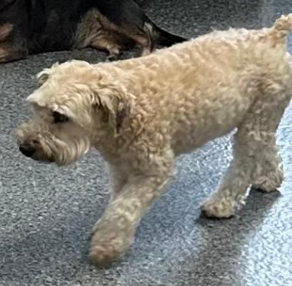 Enlarge Doris, an adopted Wheaten Terrier in East Brunswick, NJ image 1/1