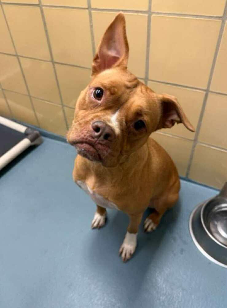 Enlarge Ivy, a Adoptable mixed breed in Aurora, CO image 1/2