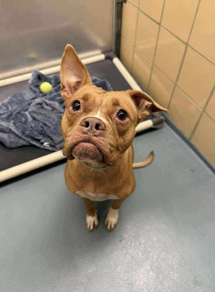 Enlarge Ivy, a Adoptable mixed breed in Aurora, CO image 2/2