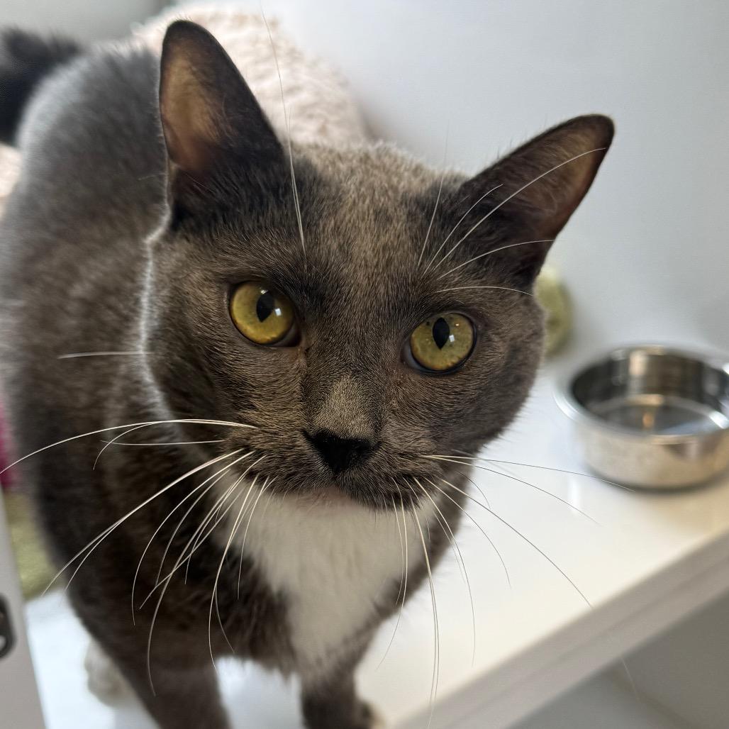 Jazzy, a Adoptable Domestic Short Hair in Alexandria, VA image 1/6