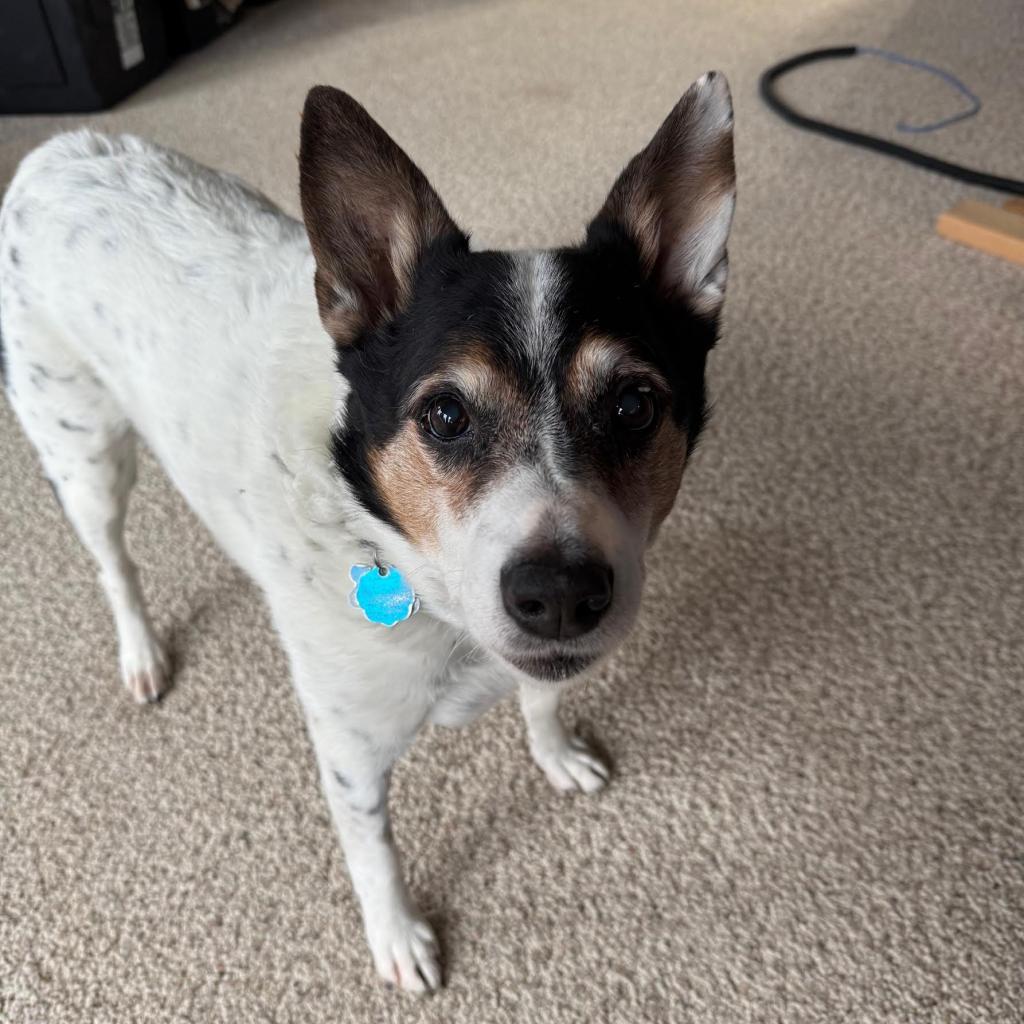 Jasper, Adoptable, Senior Male Cattle Dog.