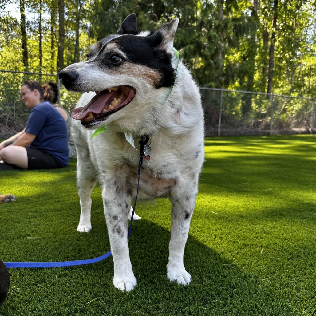 Enlarge Jasper, a Adoptable Cattle Dog in Bellingham, WA image 2/6
